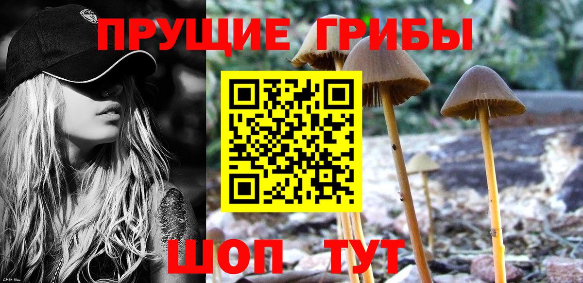 Псилоцибиновые грибы мицелий Людиново